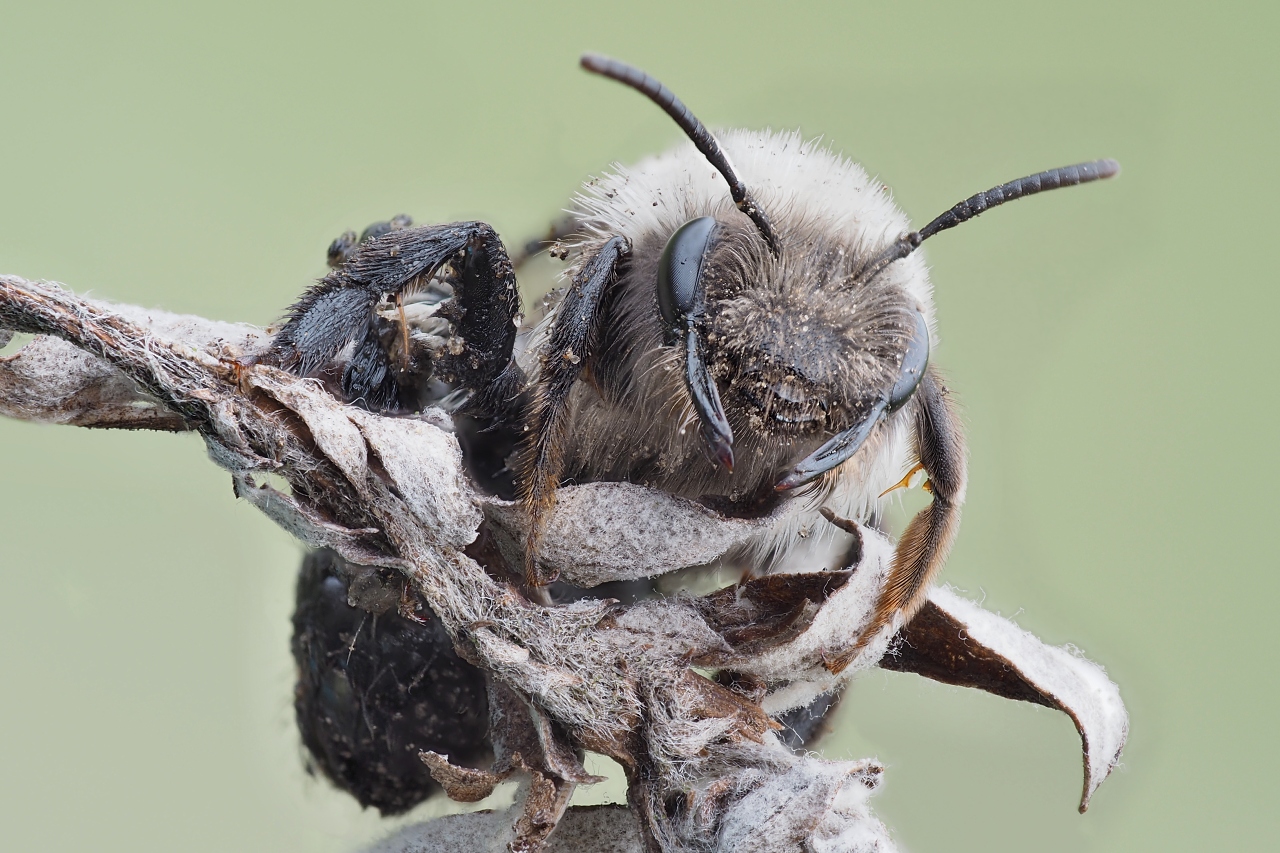 Pszczolinka napiaskowa (Andrena vaga) 